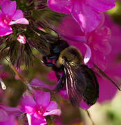 18th Jul 2013 - Another Bee