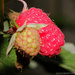 Raspberry by leonbuys83