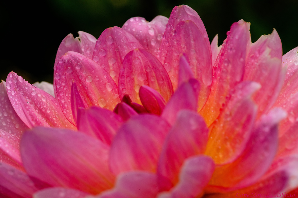 Golden Lit Dahlia  by jgpittenger