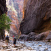 Hiking the Narrows at Zion National Park by northy