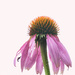 High Key Cone Flower by lstasel