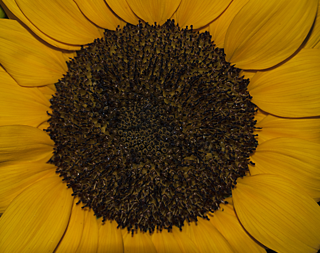 sunflower by dakotakid35