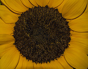 18th Jul 2013 - sunflower