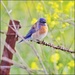 Western Bluebird by aikiuser