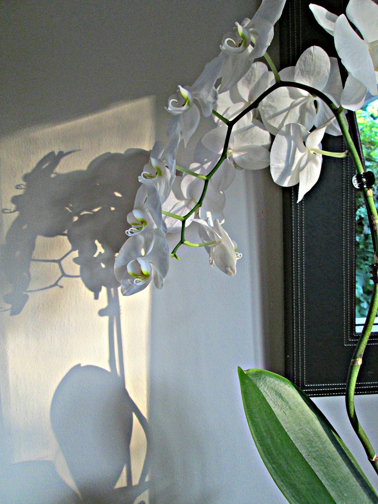 orchid and shadow by quietpurplehaze