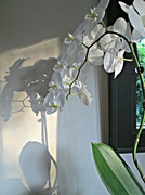 19th Jul 2013 - orchid and shadow