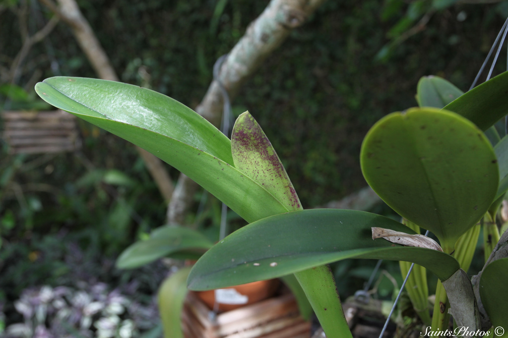 Catlaya orchid getting ready to bloom by stcyr1up
