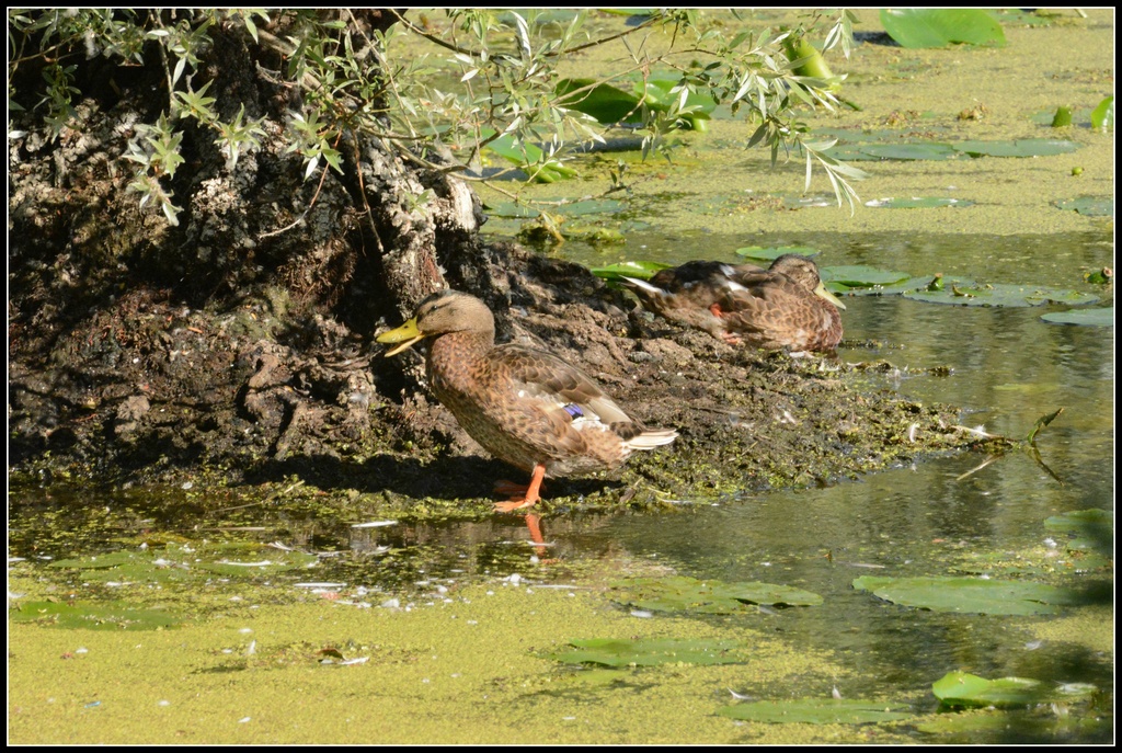 Two ducks aquacking by rosiekind