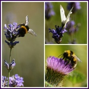 19th Jul 2013 - Butterfly and bees