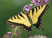 18th Jul 2013 - Eastern Tiger Swallowtail