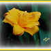 Golden Lily by vernabeth