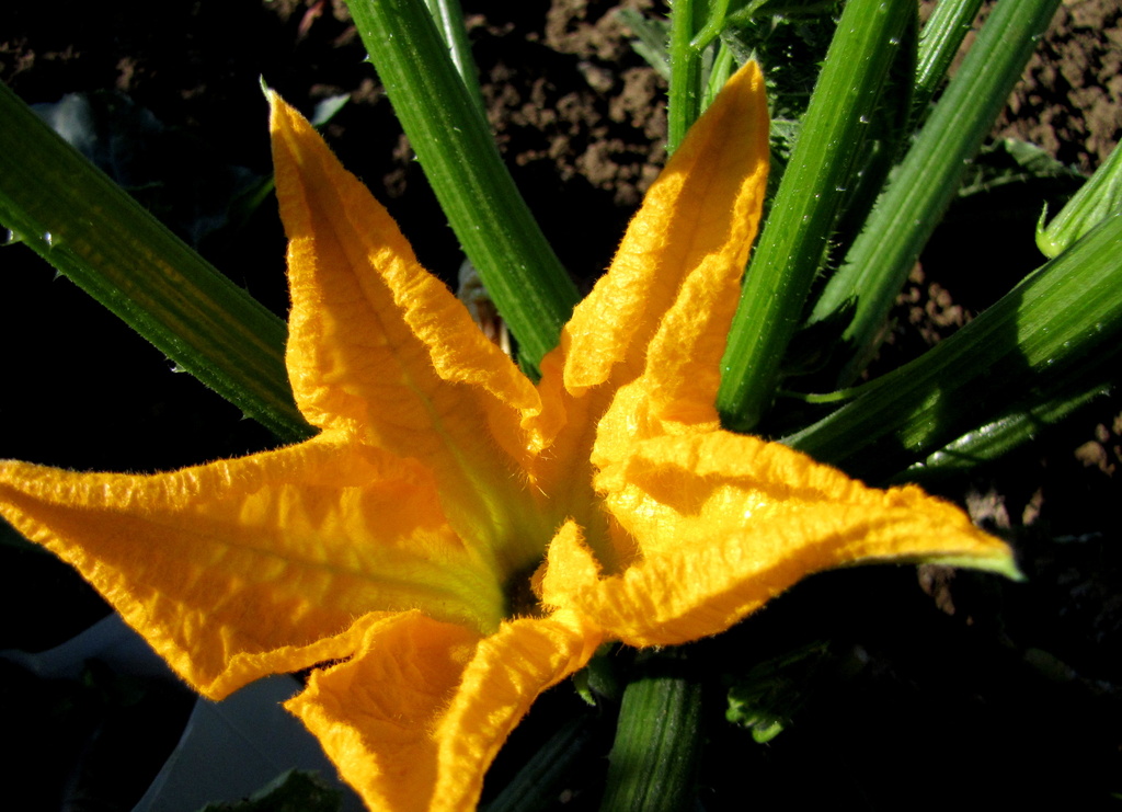 Courgette flower by busylady
