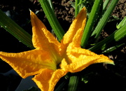 19th Jul 2013 - Courgette flower
