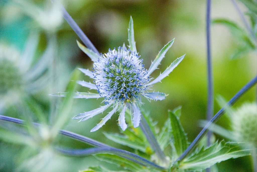 Blue flower by tracybeautychick