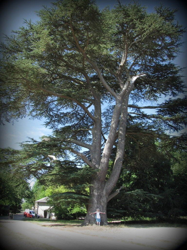 Cedar of Lebanon by busylady