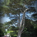 Cedar of Lebanon by busylady