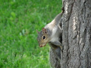 18th Jul 2013 - Day 44 Squirrel