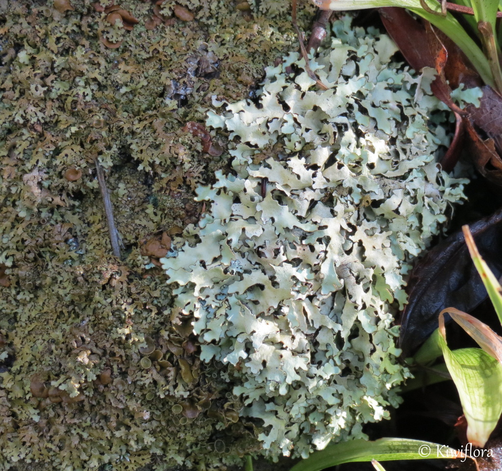 Lichen by kiwiflora
