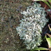 Lichen by kiwiflora