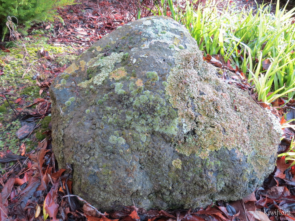 Rock by kiwiflora