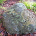 Rock by kiwiflora