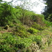  My Overgrown Garden...........after by susiemc