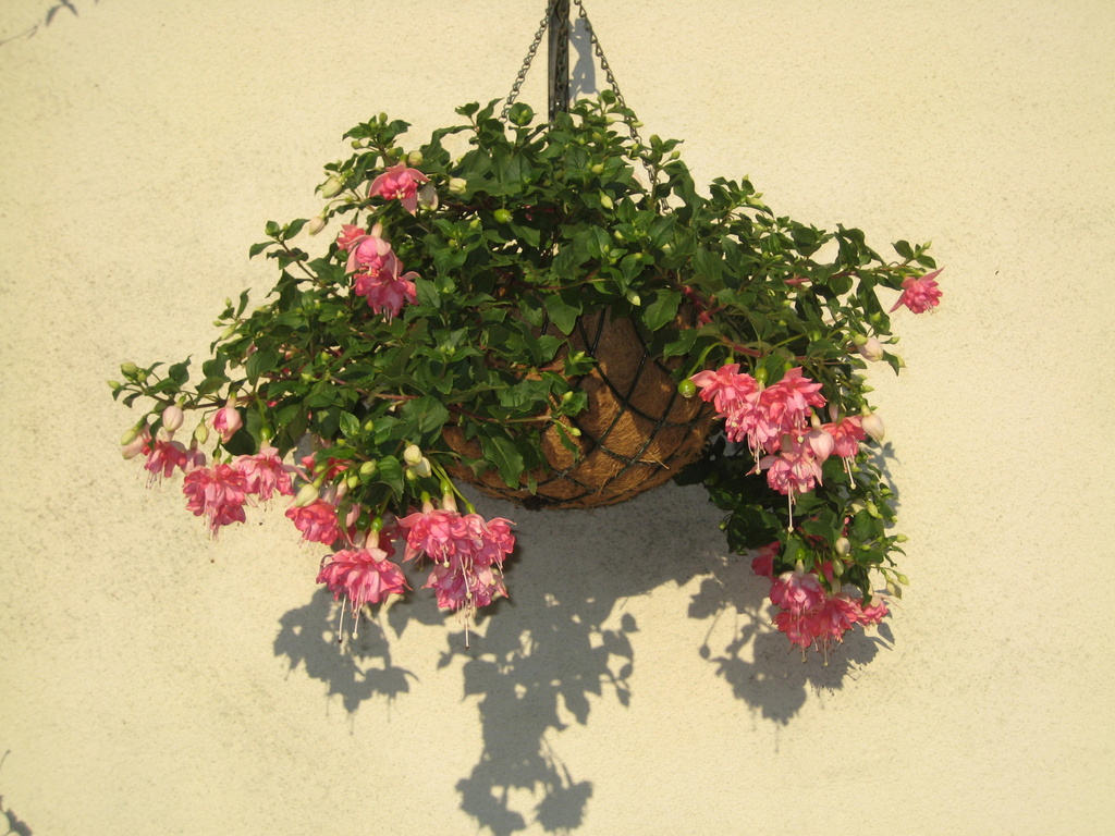 Hanging Basket by susiemc