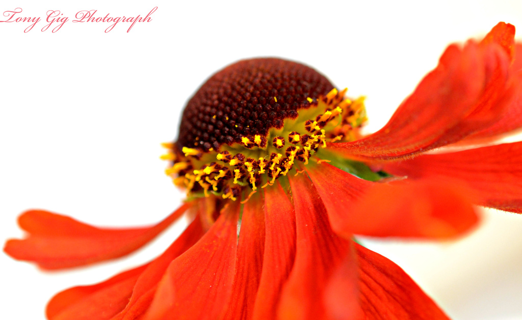 Helenium Flower by tonygig