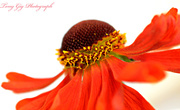 20th Jul 2013 - Helenium Flower