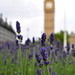 Lavender & Big Ben by andycoleborn