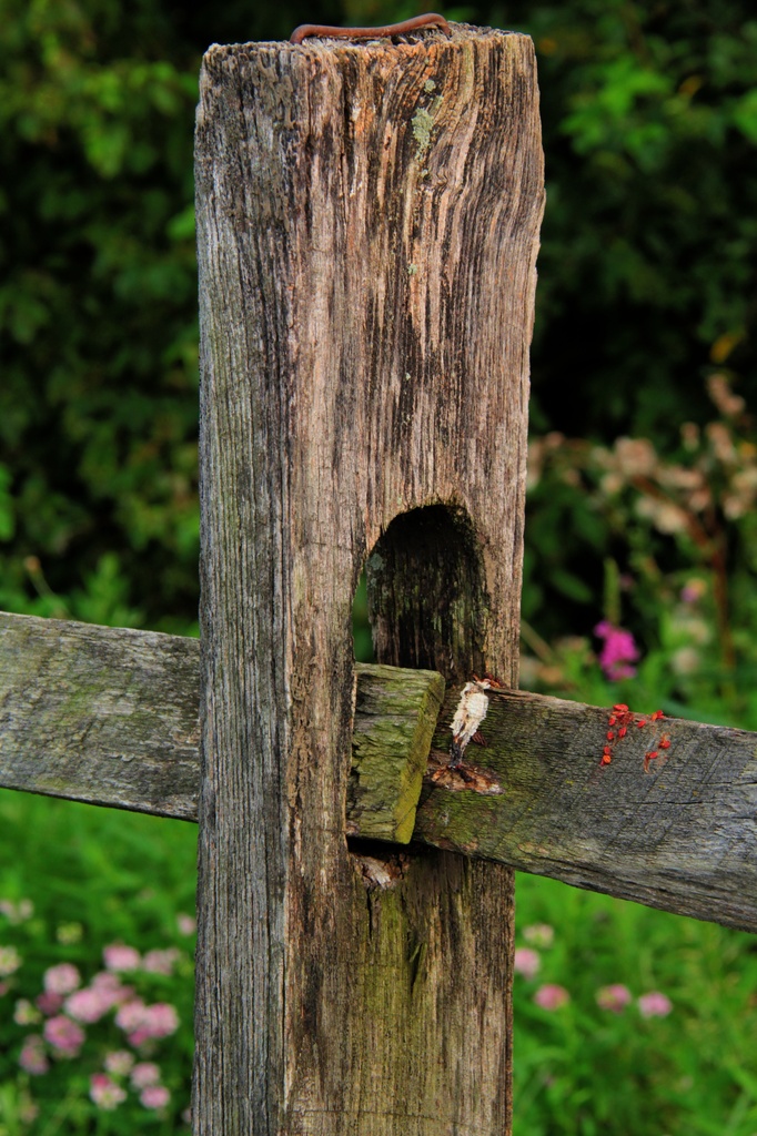 Another Fence Post by digitalrn
