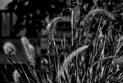 19th Jul 2013 - Some Garden Grasses