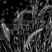 Some Garden Grasses by digitalrn