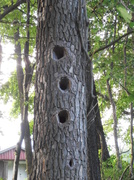 19th Jul 2013 - Woodpecker Holes