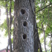 Woodpecker Holes by julie