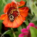 Bee on a Zinnia by calm