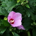 Rose of Sharon by calm