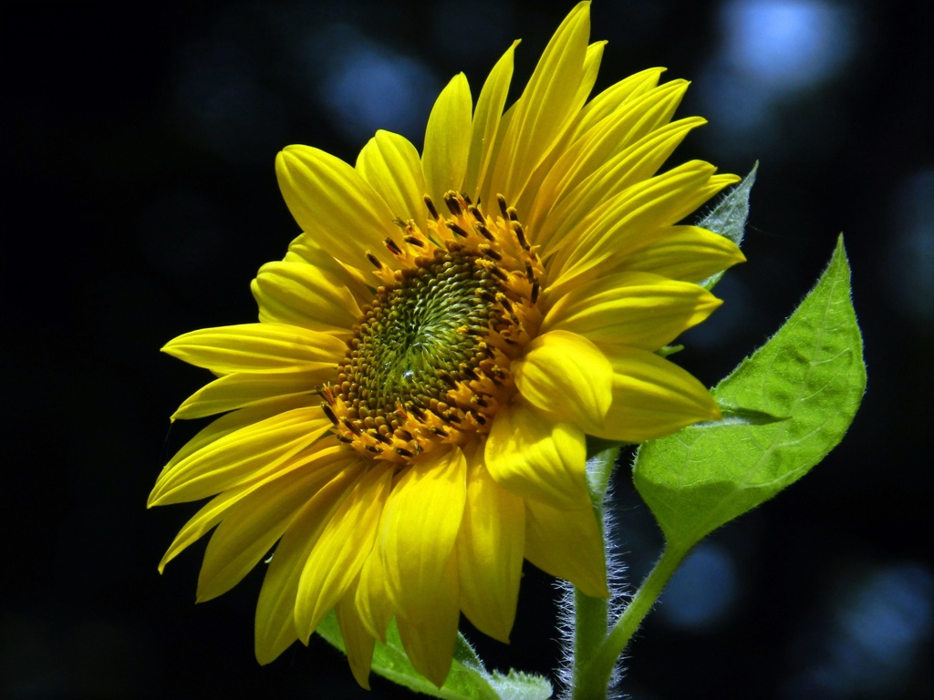 Evening Sunflower by paintdipper