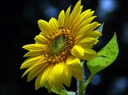19th Jul 2013 - Evening Sunflower