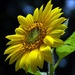 Evening Sunflower by paintdipper