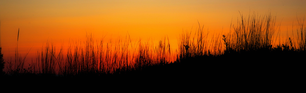 Grasses at Sunset by taffy