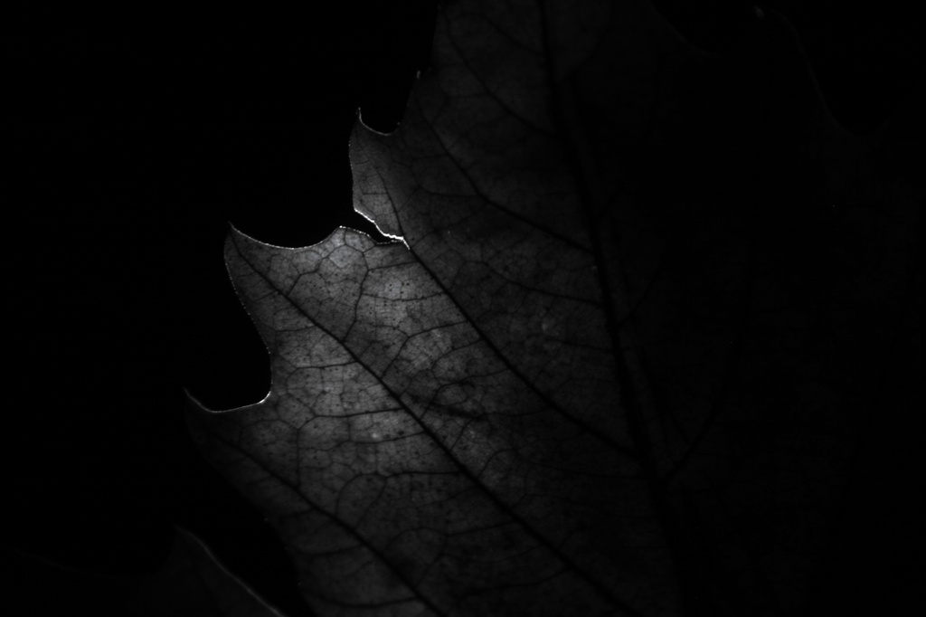 Lit Leaf by wenbow