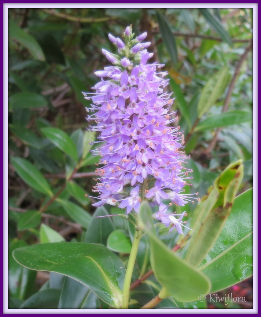 Lilac hebe by kiwiflora