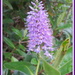 Lilac hebe by kiwiflora