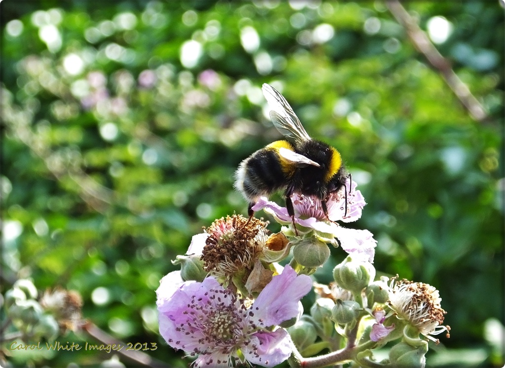 Bee,Blossom And Bokeh by carolmw