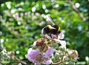 20th Jul 2013 - Bee,Blossom And Bokeh