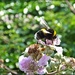 Bee,Blossom And Bokeh by carolmw
