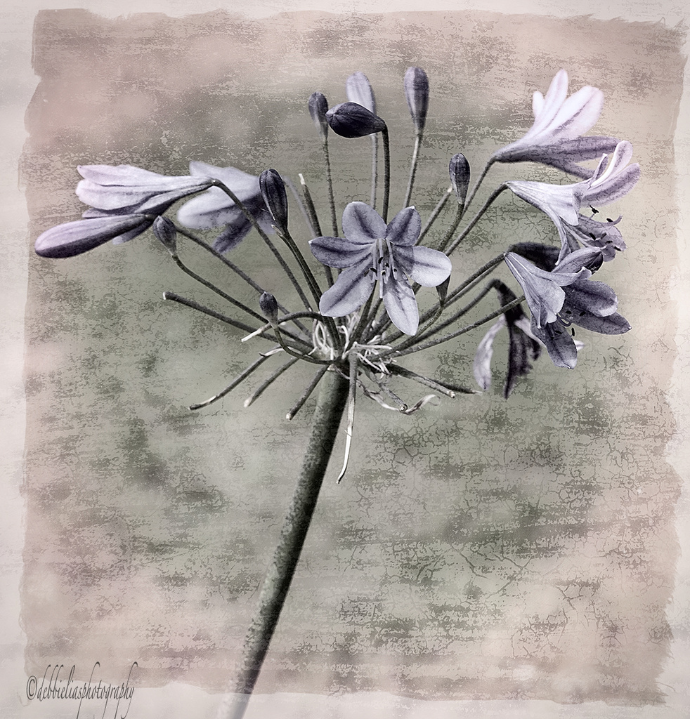 16.7.13 Artistic Agapanthus by stoat