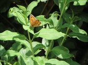 20th Jul 2013 - Gatekeeper butterfly