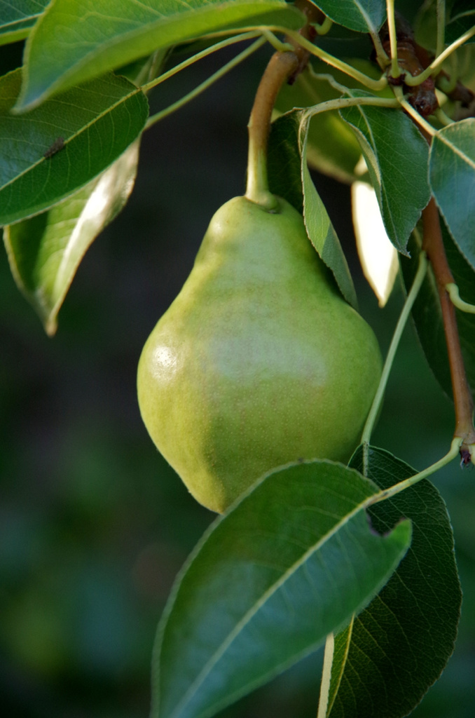 Baby Pear by houser934